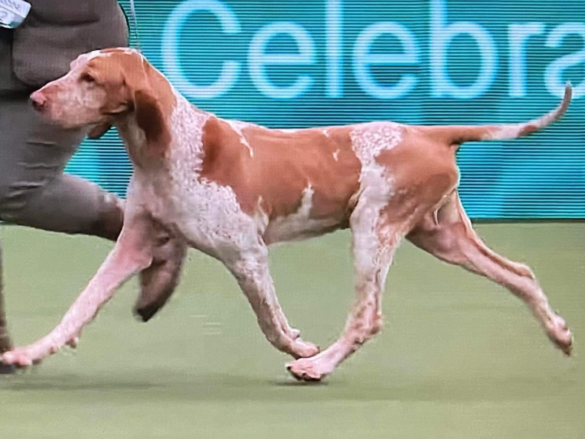2024 Show Results – Challenge Certificates, Crufts Bracco Italiano