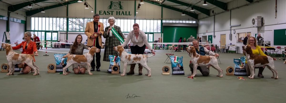 Bracco Italiano Club Championship Show Results 2025