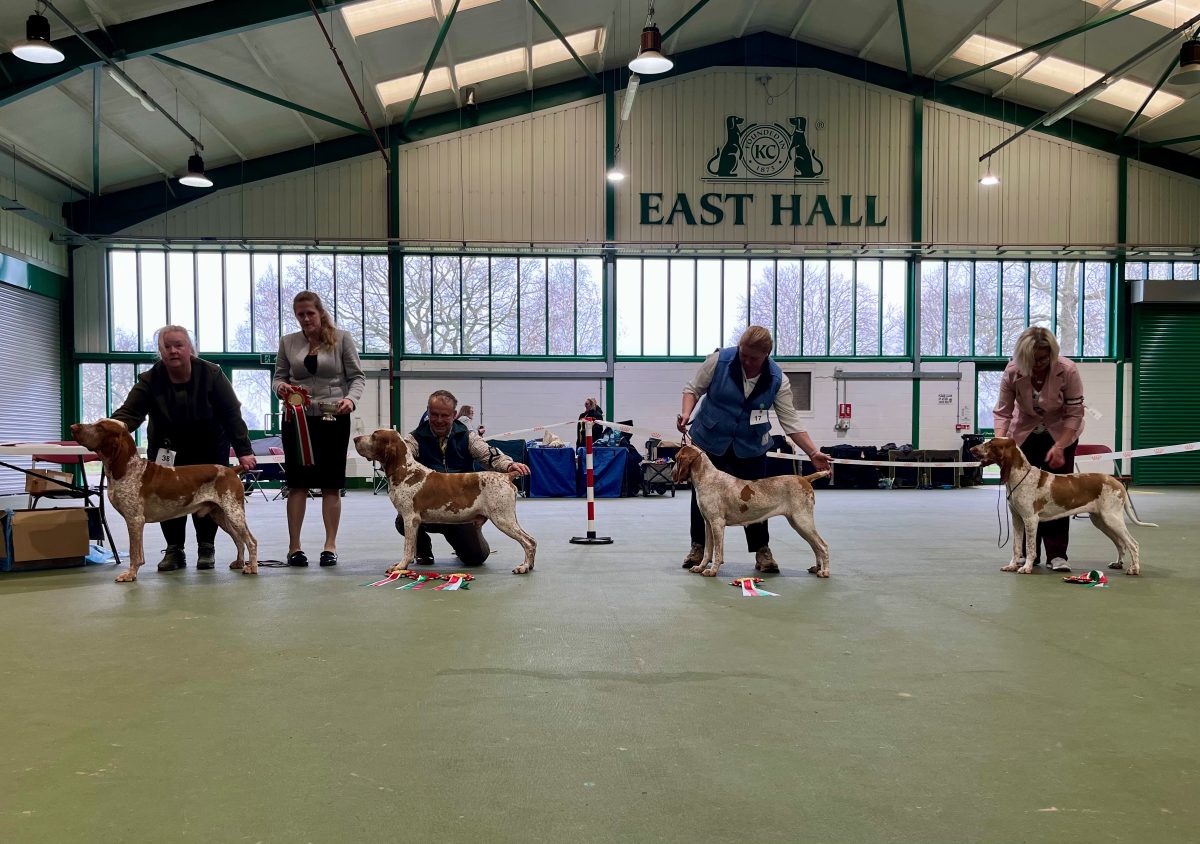 Bracco Italiano Club Open Show Results 2025