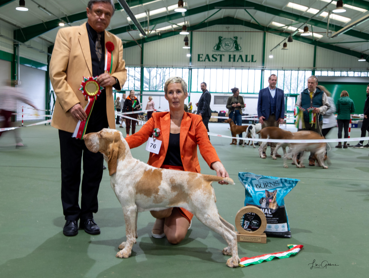 Bracco Italiano Club Championship Show Critique 2025